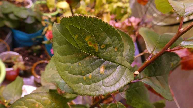 You are currently viewing Traitement des taches bactériennes des prunes – Gestion des taches bactériennes sur les prunes