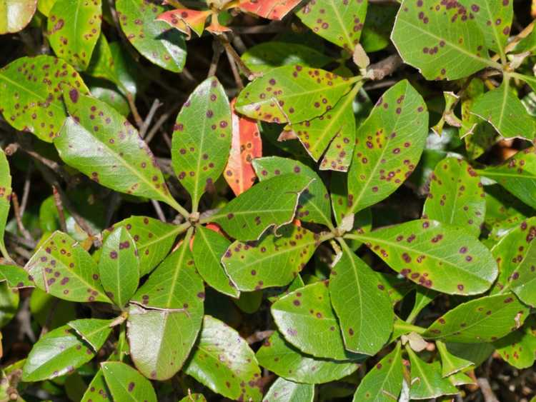 Lire la suite à propos de l’article Tache bactérienne des feuilles sur les plantes: comment traiter la tache bactérienne des feuilles