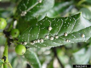 Lire la suite à propos de l’article Quelles sont les causes des taches blanches du houx : Traiter les taches blanches sur les plantes du houx