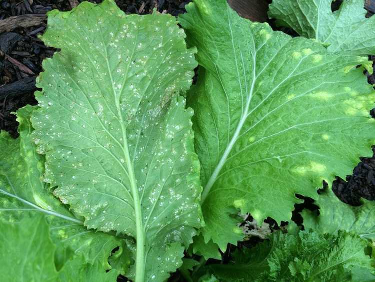 You are currently viewing Navets à rouille blanche : quelles sont les causes des taches blanches sur les feuilles de navet