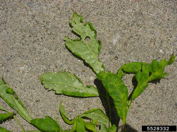 You are currently viewing Contrôle des taches blanches des feuilles – Comment traiter les taches blanches sur les feuilles des plantes