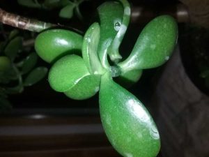 Lire la suite à propos de l’article Taches blanches sur les feuilles de jade : comment se débarrasser des taches blanches sur les plantes de jade