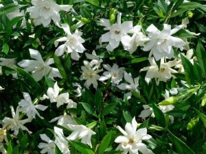 Lire la suite à propos de l’article Problèmes de boutons floraux de gardénia : traitez les taches brunes sur les gardénias