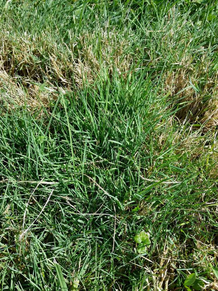 You are currently viewing Plantation de fétuque rouge : comment faire pousser de l'herbe de fétuque rouge rampante