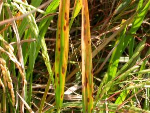 Lire la suite à propos de l’article Qu'est-ce que la tache brune du riz – Traiter les taches brunes sur les cultures de riz