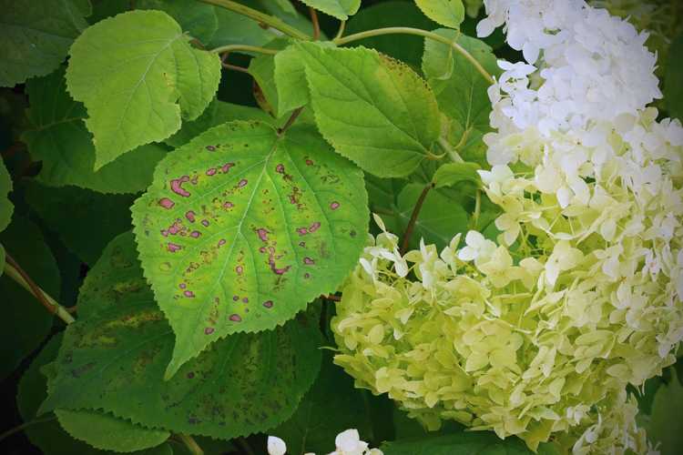 You are currently viewing Taches sur les feuilles d'hortensia – Comment traiter les hortensias avec des taches sur les feuilles