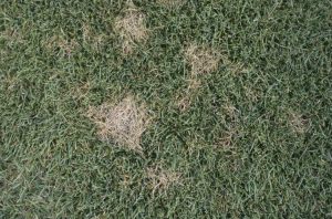 Lire la suite à propos de l’article Toiles d'araignées sur l'herbe – Traiter le champignon de la tache du dollar sur les pelouses