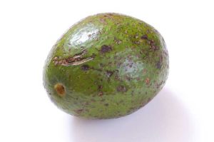 Lire la suite à propos de l’article Traitement de l'anthracnose de l'avocat : que faire contre l'anthracnose des fruits de l'avocat