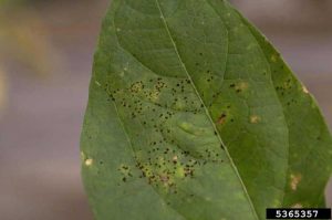 Lire la suite à propos de l’article Taches de rouille sur les plants de haricots : comment traiter le champignon de la rouille sur les haricots