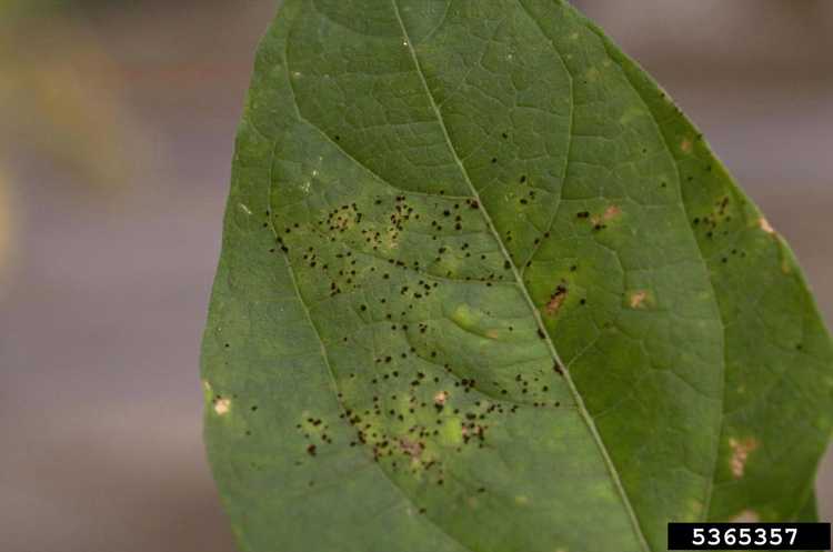 You are currently viewing Taches de rouille sur les plants de haricots : comment traiter le champignon de la rouille sur les haricots