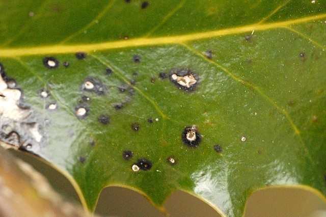 You are currently viewing Problèmes de houx : tache des feuilles de houx ou tache de goudron de houx