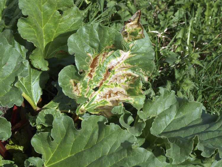 You are currently viewing Taches de rouille à la rhubarbe : traiter les taches brunes sur la rhubarbe