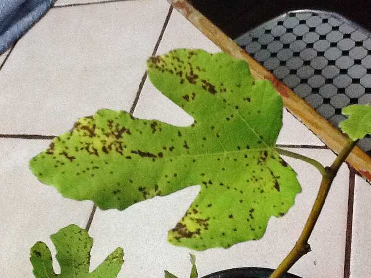 You are currently viewing Prévenir la rouille du figuier : arrêter la rouille sur les feuilles et les fruits du figuier