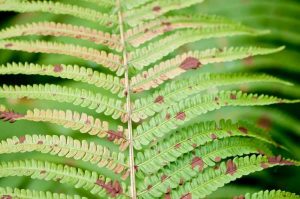 Lire la suite à propos de l’article Les feuilles de fougère ont de la rouille : que faire pour les feuilles de fougère rouillées