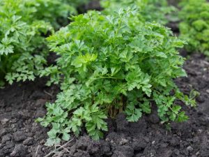 Lire la suite à propos de l’article Tache des feuilles du persil: quelles sont les causes de la tache des feuilles sur les plantes de persil