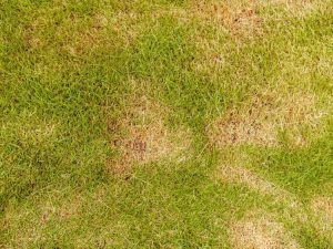 Lire la suite à propos de l’article Maladies de Zoysia – Conseils pour faire face aux problèmes de Zoysia Grass