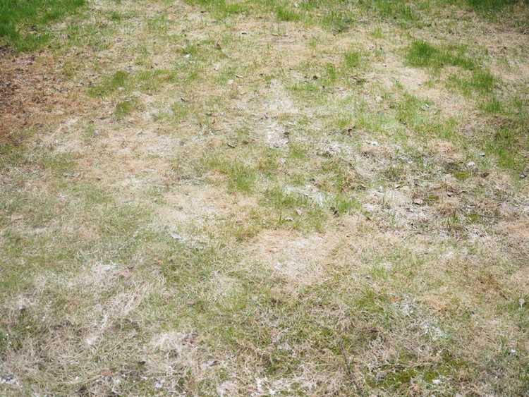Lire la suite à propos de l’article Oïdium sur l'herbe : comment contrôler l'oïdium dans les pelouses