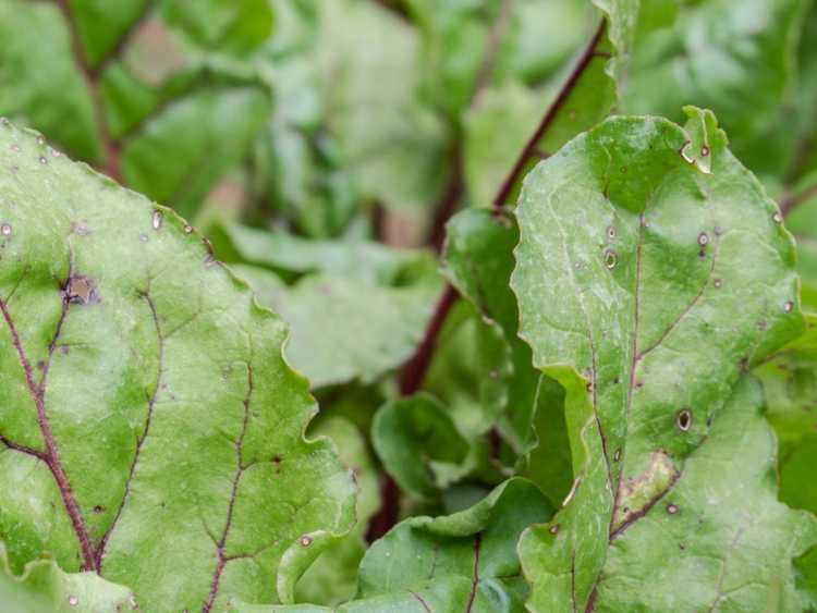 Lire la suite à propos de l’article Champignon des taches blanches : contrôle de la tache des feuilles dans les légumes crucifères