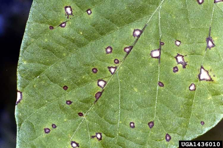 You are currently viewing Tache des feuilles sur les haricots: comment contrôler la tache des feuilles de Cercospora dans les haricots