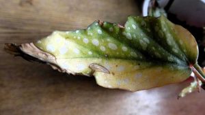Lire la suite à propos de l’article Quelles sont les causes de la tache foliaire du bégonia : traiter les taches foliaires sur les plantes de bégonia