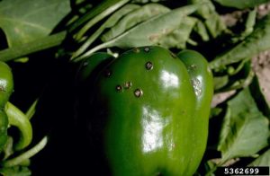 Lire la suite à propos de l’article Pepper Black Spot – Pourquoi y a-t-il des taches sur mes poivrons