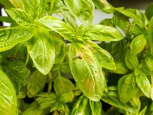 Lire la suite à propos de l’article Le basilic jaunit : comment traiter les feuilles jaunes des plants de basilic