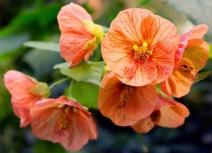 Lire la suite à propos de l’article Conseils de taille Abutilon : Quand tailler un érable en fleurs