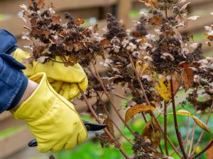 Lire la suite à propos de l’article Guide de taille de printemps : plantes à tailler au début du printemps