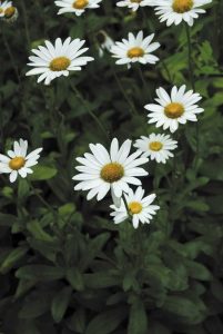 Lire la suite à propos de l’article Taille des marguerites Shasta – Conseils pour réduire les marguerites Shasta