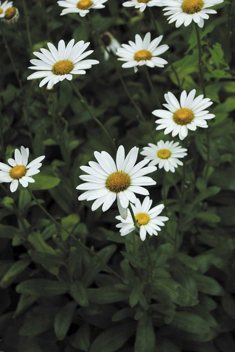 You are currently viewing Taille des marguerites Shasta – Conseils pour réduire les marguerites Shasta