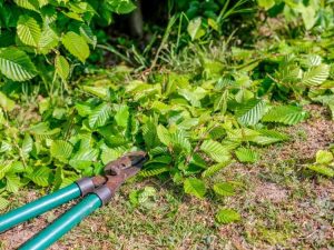 Lire la suite à propos de l’article Tailler les arbres d'aubépine – Comment et quand tailler les aubépines