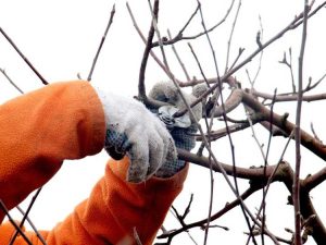 Lire la suite à propos de l’article Guide de taille d'hiver – En savoir plus sur la réduction des plantes en hiver