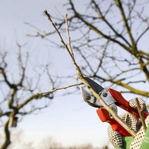 Lire la suite à propos de l’article Hiverner les arbres fruitiers : conseils pour entretenir les arbres fruitiers en hiver
