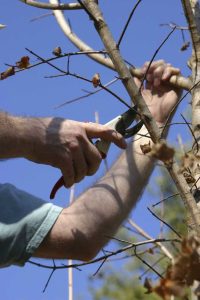 Lire la suite à propos de l’article Dommages causés aux arbres par le froid – Taille des arbres et des arbustes endommagés par l’hiver