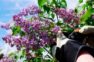 Lire la suite à propos de l’article Taille des buissons de lilas : quand tailler les buissons de lilas