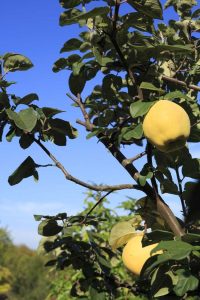 Lire la suite à propos de l’article Taille des coings : conseils pour couper les arbres fruitiers de coings