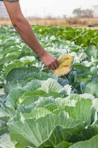 Lire la suite à propos de l’article Pouvez-vous tailler le chou : informations sur la taille des feuilles de chou