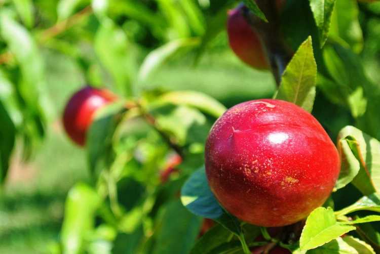 You are currently viewing Taille d'un arbre à nectarine – Apprenez à tailler les arbres à nectarine