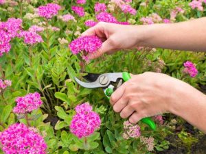 Lire la suite à propos de l’article Taille des plantes Sedum: Conseils pour couper les plantes Sedum