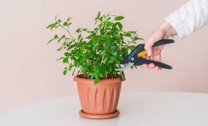 Lire la suite à propos de l’article Guide de taille des plantes d'intérieur : comment tailler les plantes d'intérieur