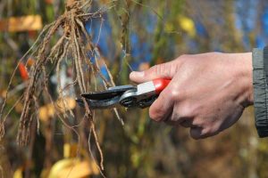 Lire la suite à propos de l’article Qu'est-ce que l'élagage des racines : en savoir plus sur l'élagage des racines des arbres et des arbustes