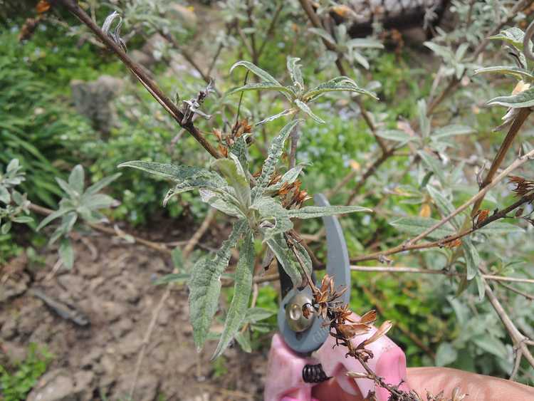 You are currently viewing Taille du buisson aux papillons – Comment tailler un buisson aux papillons