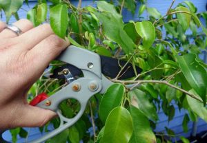 Lire la suite à propos de l’article Tailler les ficus : comment et quand tailler les ficus