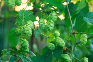 Lire la suite à propos de l’article Taille des plantes de houblon : quand et comment tailler une plante de houblon