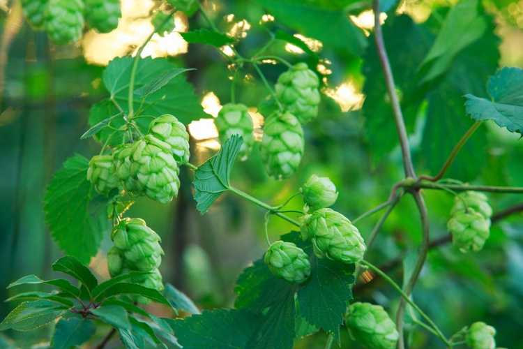 You are currently viewing Taille des plantes de houblon : quand et comment tailler une plante de houblon