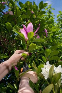 Lire la suite à propos de l’article Propagation des arbres de magnolia – Apprenez à enraciner des arbres de magnolia