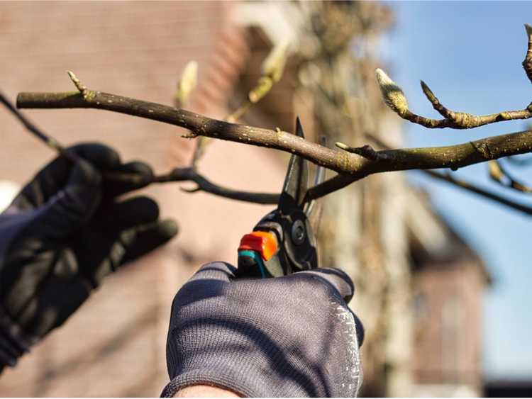 Lire la suite à propos de l’article Comment tailler un magnolia envahi par la végétation
