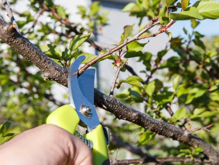 Lire la suite à propos de l’article Taille des abricotiers : découvrez quand et comment tailler un abricotier