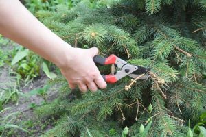 Lire la suite à propos de l’article Couper l'épinette naine: comment tailler les épicéas nains