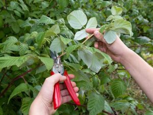 Lire la suite à propos de l’article Taille des framboisiers : informations sur la taille des plants de framboisiers